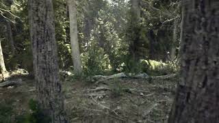 Unreal Engine  Conifer Forest Trees Biome [upl. by Rob260]