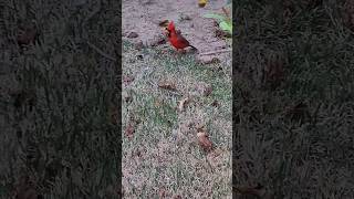 Vibrant Visits The Life of a Male Cardinal birds cardinal birdspecies [upl. by Deacon155]