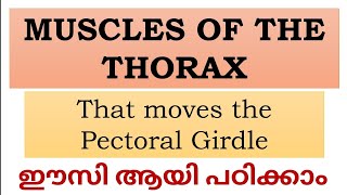 Muscles of the Thorax that moves the Pectoral Girdle explained in Malayalam NursesMotive [upl. by Airekat]