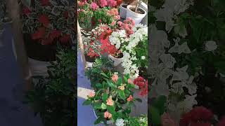 Flower Garden on the roof garden bgarden gardening nature bougainvilleaflower minigarden [upl. by Atnomed994]