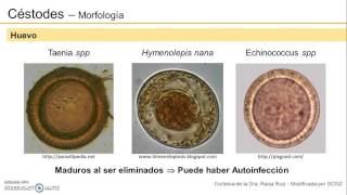 Clasificación y morfología de los Céstodos [upl. by Roice]