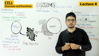 lysosomes structure and function  Video 8 [upl. by Esther]