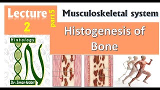 2eHistogenesis Osteogenesis of bone Part1 تكوين العظام الجزء الاول [upl. by Retsevel]