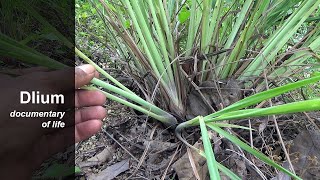 Lemon grass Cymbopogon citratus [upl. by Nosreve]