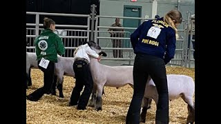 Breeding Ewe Show 11322 [upl. by Lorre]