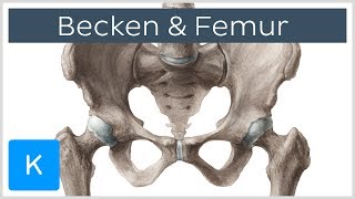 Becken und Femur  Knochen  Anatomie des Menschen  Kenhub [upl. by Nabala]