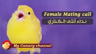 Most Beautiful Female Canary Song MATING CALL  Live [upl. by Nidla]