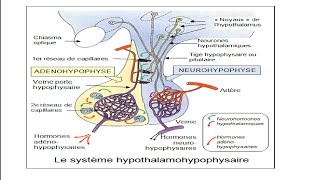 Axe Hypothalamohypophysaire 01 Biochimie [upl. by Ateuqram516]