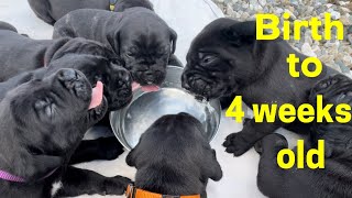 Cane Corso PUPPIES from birth till 4 weeks old ​⁠canecorso dogtraining dog [upl. by Ahsinev]