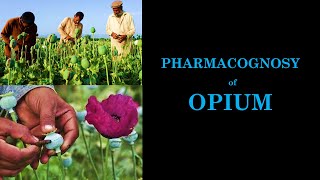 Pharmacognosy and Phytochemistry of Opium  Processing of Raw Opium  afeem Morphine  Heroin [upl. by Notsud]