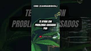 quotBeneficios del CBD Cannabidiol para tu Salud Guía Gratis Aquíquot 62 [upl. by Lesli949]