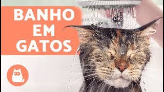 COMO DAR BANHO EM GATOS e quando fazer isso [upl. by Eikcuhc]