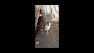 Manok na nag mamasid [upl. by Shanney]