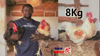 Incroyable cet éleveur crée la race de poulet la plus lourde au Sénégal [upl. by Labaw]