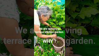 We are removing our terrace kitchen garden organickitchengarden terracegarden organicgrowing [upl. by Ydnat]