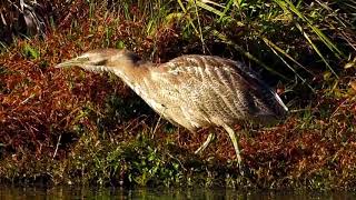 Australasian Bittern at Pegasus Wetland South Island New Zealand 30 05 2020 [upl. by Barabbas601]