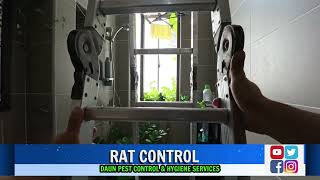 RAT CONTROL AT BUKIT JELUTONG SHAH ALAM  DAUN PEST CONTROL SERVICES [upl. by Terag]