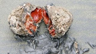 Pyura chilensis – Nature’s Bizarre Living Rocks [upl. by Amalita]