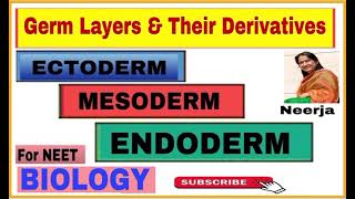 Derivatives of germ layers  Ectoderm  Mesoderm  Endoderm Biology  NEET  by Neerja [upl. by Weisbart]