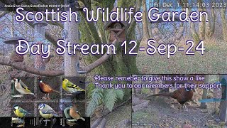 Day Stream September 12th 2024  Bird Feeders Wildlife Cameras Scotland UK from SWG [upl. by Belicia585]