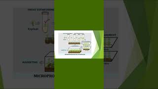 Micropropagation in Plant Tissue Culture conceptsofbotany micropropagation clonalpropagation [upl. by Pentheas]