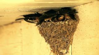 A Day a week in the Life of Barn Swallow Fledglings [upl. by Dobrinsky]