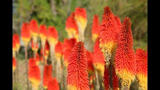 Tritoma o kniphofia en el jardín  Decogarden  Jardinatis [upl. by Aziar]