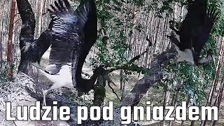 Bocian czarny Bolewice N2000  Ludzie pod gniazdem Młode bociany wypłoszone 😡18072023 [upl. by Adolphus]