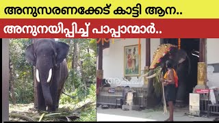 ക്ഷേത്രഗോപുരം കടക്കാൻ മടിച്ച് ആന വെട്ടിലായി പാപ്പാൻ  Muthukulam harigovindan elephant [upl. by Yehs]