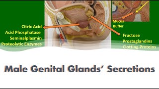 Male Genital Glands Secretions [upl. by Henke]