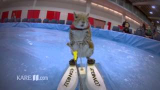 TwiggyThe WaterSkiing Squirrel by Jonathan MalatKARE11com [upl. by Ydarg]