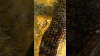 FEEDING my PET MORAY EEL [upl. by Soirtimid63]