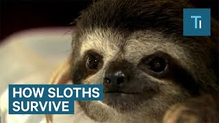 How Sloths Use Their Slow Motion To Their Advantage [upl. by Britney]