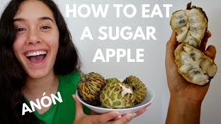 How to Eat a Sugar Apple aka AnónSweetsop [upl. by Haldan54]