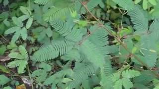 Mimosa pudica quotplante sensitivequot [upl. by Conrado384]