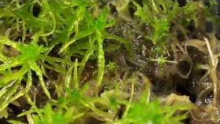 How to Grow Sphagnum Moss quotBefore and Afterquot Part 3 of 3 [upl. by Hosbein]