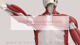 Pectoralis Major Functions Horizontal Adduction 3D Animation [upl. by Nogam]