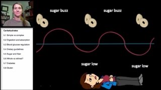 53 Carbohydrates Blood Glucose Regulation [upl. by Raynata459]