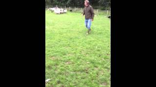 Scottish Shepherd Neil Ross with Border Collies [upl. by Azitram808]