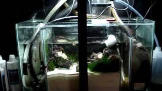 DIY Sump Refugium Setup Part 1 of 4 [upl. by Chandra777]