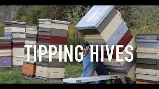 Tipping Hives [upl. by Inat]