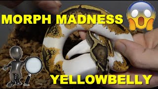 MORPH MADNESS How To Identify YellowBelly In Ball Pythons [upl. by Wolenik]