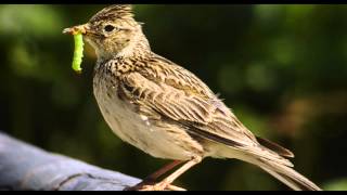 Skylark Bird Call Bird Song [upl. by Neelhtakyram]