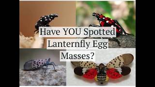 Have YOU Spotted Lanternfly Egg Masses [upl. by Einomrah]