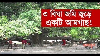 ৩ বিঘা জমি জুড়ে একটি আমগাছ  Biggest Mango Tree in the World [upl. by Brandenburg]