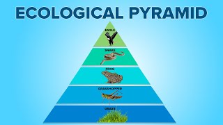 Ecological Pyramids in Ecosystem  Food Pyramids  Environmental Science  Letstute [upl. by Ahsenad]