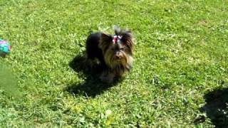 Teacup Yorkie adult 3 lbs We have Yorkies For Sale [upl. by Denison]