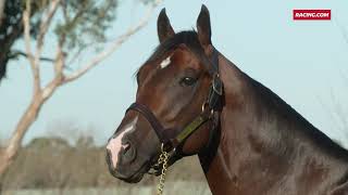 Spendthrift stallions settle in Australia [upl. by Egide]