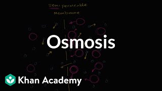 Osmosis  Membranes and transport  Biology  Khan Academy [upl. by Enyleuqcaj]