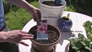 Planting the Echinacea Gardening 2014 [upl. by Luigi542]